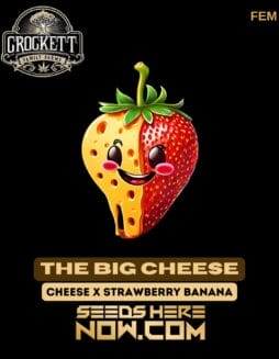 The Big Cheese (Feminized) - Crockett Family FarmsThe Big Cheese (Feminized) - Crockett Family Farms