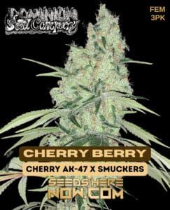 Cherry Berry (feminized) - Dominion Seed Company