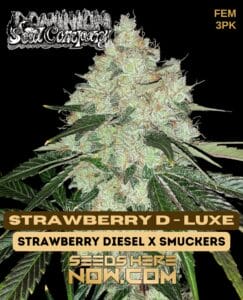 Strawberry D-Luxe (Feminized) - Dominion Seed CompanyStrawberry D-luxe (feminized) - Dominion Seed Company