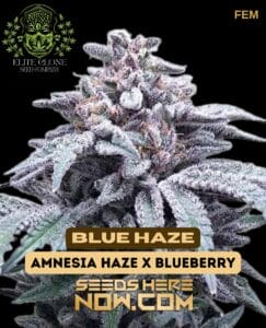 Blue Haze S1 (Feminized) - Elite Clone Seed Company