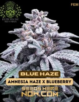 Elite Clone Seed Company - Blue Haze {FEM}Elite Clone Seed Company - Blue Haze {FEM}