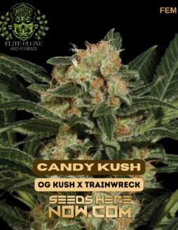 Elite Clone Seed Company - Candy Kush {FEM}Elite Clone Seed Company - Candy Kush {fem}