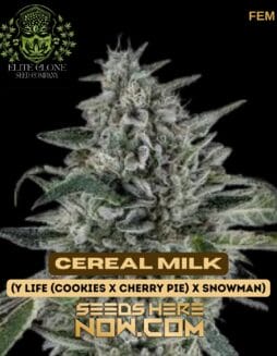 Elite Clone Seed Company - Cereal Milk {FEM}Elite Clone Seed Company - Cereal Milk Fem