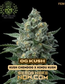 Elite Clone Seed Company - OG Kush {FEM}Elite Clone Seed Company - Og Kush {fem}