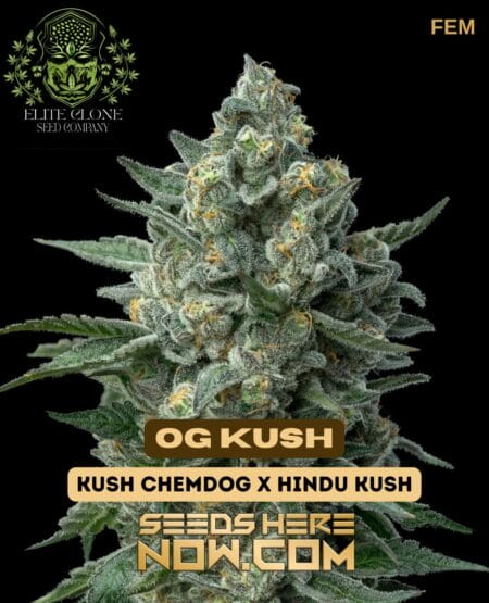 Og Kush S1 (feminized) - Elite Clone Seed Company