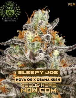 Elite Clone Seed Company - Sleepy Joe {FEM}Elite Clone Seed Company - Sleepy Joe {fem}