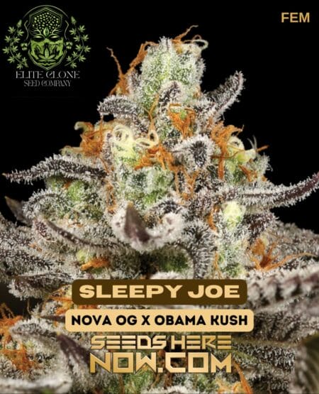 Elite Clone Seed Company - Sleepy Joe {fem}