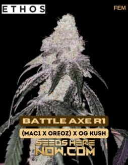 Ethos Genetics - Battle Axe R1 {FEM}Ethos Genetics - Battle Axe R1 {FEM}