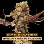 Dip n' Stax RBX1 (Feminized) - Ethos Genetics