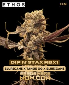 Dip N' Stax Rbx1 (feminized) - Ethos Genetics