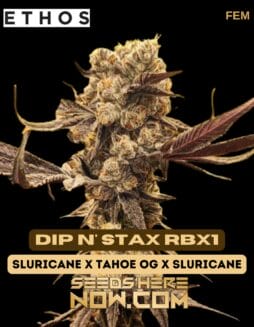 Ethos Genetics - Dip n' Stax Rbx1 {FEM}Ethos Genetics - Dip n' Stax Rbx1 {FEM}