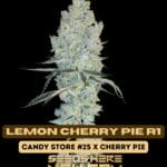 Lemon Cherry Pie R1 (Feminized) - Ethos Genetics