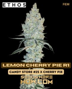 Lemon Cherry Pie R1 (feminized) - Ethos Genetics
