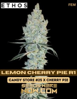 Ethos Genetics - Lemon Cherry Pie R1 {FEM}Ethos Genetics - Lemon Cherry Pie R1 {FEM}