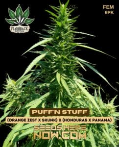 Puff'n Stuff (feminized) - Flashback Seeds