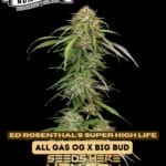 Super High Life (Feminized) - Humboldt Seed Company