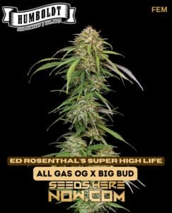 Super High Life (feminized) - Humboldt Seed Company