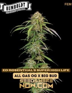 Super High Life (Feminized) - Humboldt Seed CompanySuper High Life (Feminized) - Humboldt Seed Company