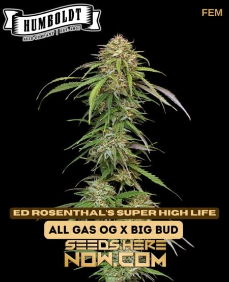 Humboldt Seed Company - Super High Life {fem}