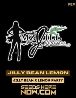 Mz Jill Genetics - Jilly Bean Lemon {FEM}Mz Jill Genetics - Jilly Bean Lemon {FEM}