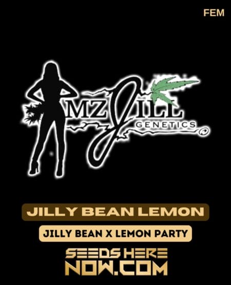 Jilly Bean Lemon (feminized) - Mz Jill Genetics