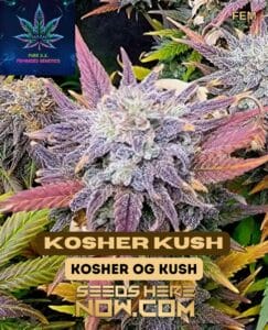 Kosher Kush S1 (feminized) - Pure Xx