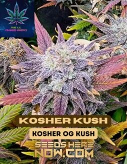 Pure XX - Kosher Kush {FEM}Pure Xx - Kosher Kush {fem}