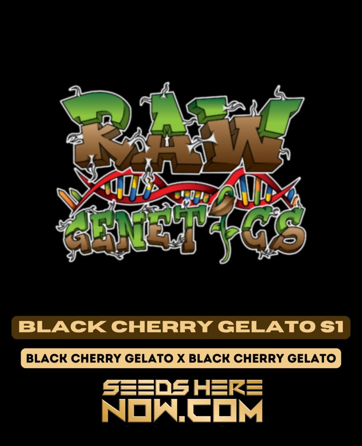 Raw Genetics – Black Cherry Gelato S1 {fem} - Seeds Here Now