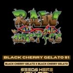 Black Cherry Gelato S1 (Feminized) - Raw Genetics