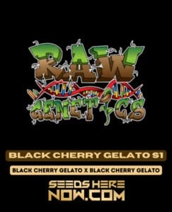Black Cherry Gelato S1 (feminized) - Raw Genetics