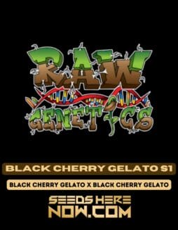 Black Cherry Gelato S1 (Feminized) - Raw GeneticsRaw Genetics - Black Cherry Gelato S1 {FEM}