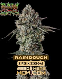 Raindough (Feminized) - Raw GeneticsRaindough (Feminized) - Raw Genetics