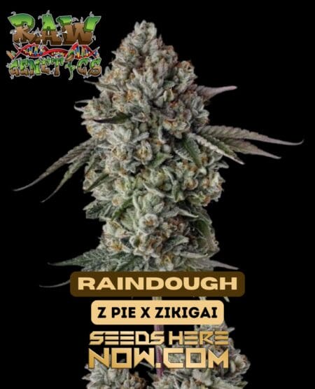 Raindough (feminized) - Raw Genetics