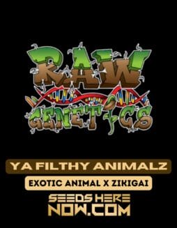 Raw Genetics - Ya Filthy Animalz {FEM}Raw Genetics - Ya Filthy Animalz {fem}