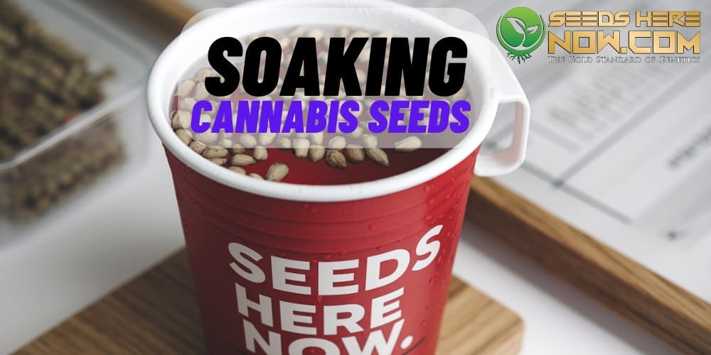 Step-By-Step Guide To Soaking Cannabis Seeds for Faster Germination