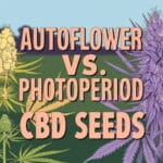 Autoflower Vs. Photoperiod Cbd Seeds