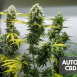 Best Autoflower Cbd Strains