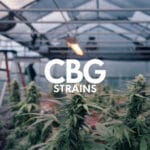 Best Cbg Strains