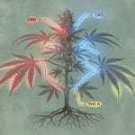 Cbd Vs. Cbg Vs. Thc-a