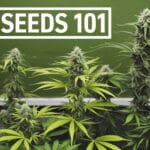 Cbg Seeds 101