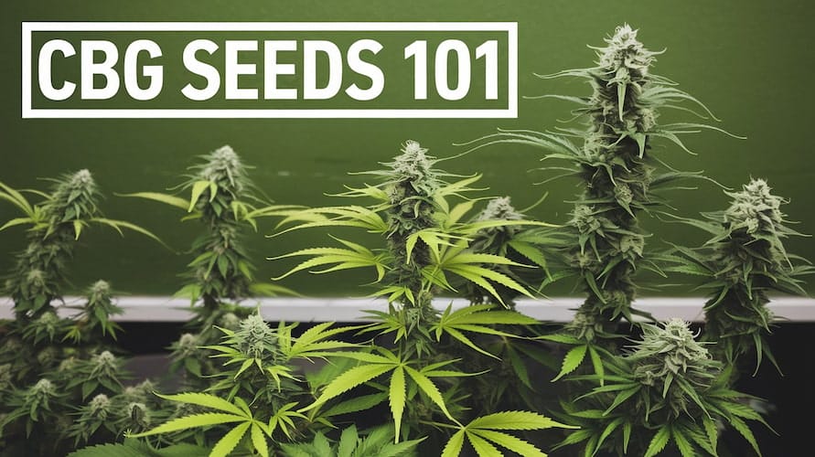 CBG Seeds 101: Unlocking the Potential of Cannabigerol | Best CBG Seeds for Cultivation