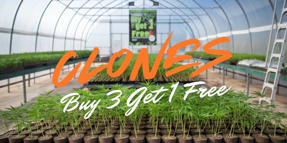 Buy 3 get 1 free: clones