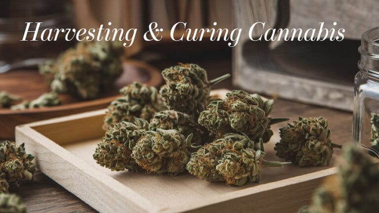 How To Cure Cannabis Like A Pro Harvesting And Curing Cannabis: A Complete Guide