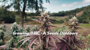 Complete THC-A Seeds Outdoor Growing Guide: Challenges and Solutions