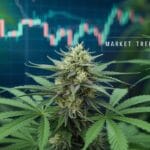 Market Trends for Cbd and Cbg Seeds