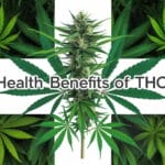 Thc-a Medical Benefits and Uses