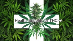 Breaking News: Recent Studies on THC-A and Its Potential Health Benefits