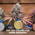 Top Cbd Strains for Home Growers