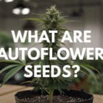 What Are Autoflower Seeds?