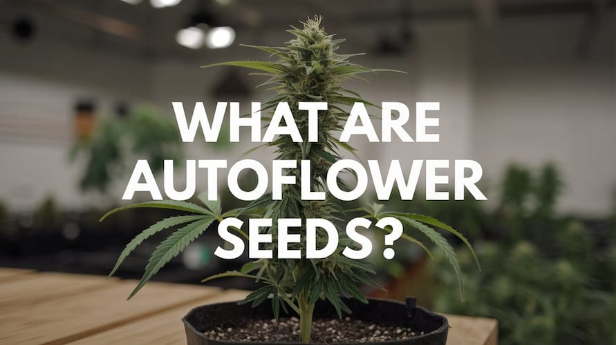 What Are Autoflower Seeds and How Do They Benefit Growers? Your Complete Guide